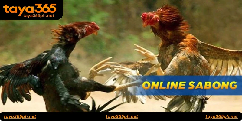 FAQs About Live Sabong