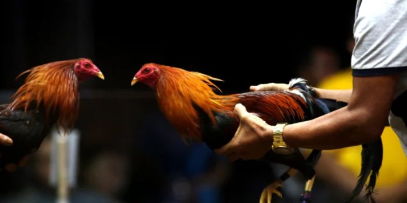 traditional-cockfighting-culture-Origins