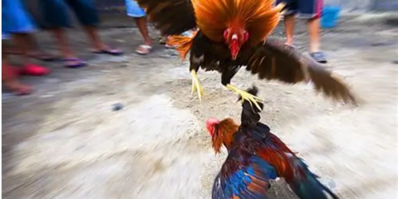 traditional-cockfighting-culture