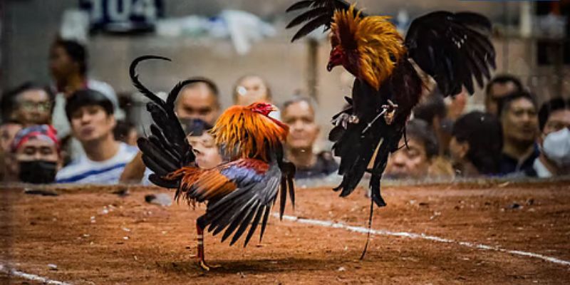 traditional-cockfighting-culture-Future