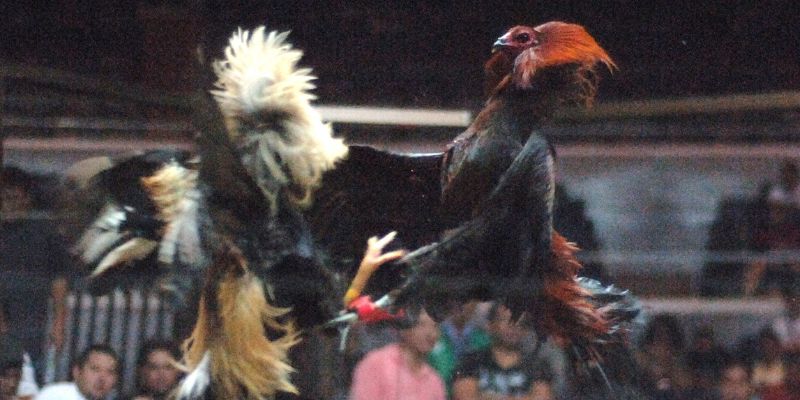 traditional-cockfighting-culture-Legal