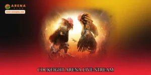 Cockfight arena live stream
